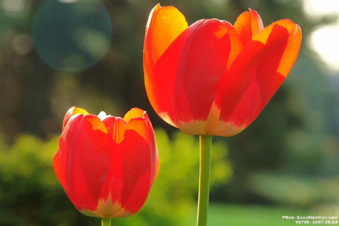 05795 - Tulips